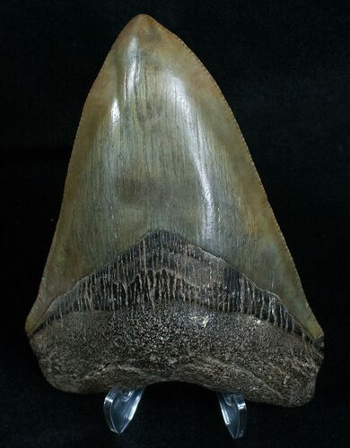 Megalodon Tooth From Georgia - River Find #6071